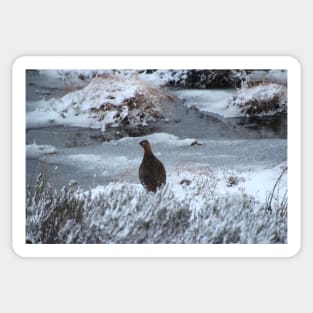 Red grouse in winter Sticker